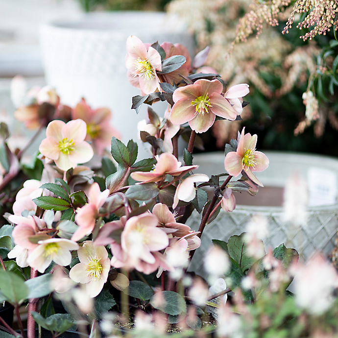 New in the Nursery: A Spring Container Planting Recipe